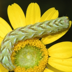 Cucullia (Cucullia) chamomillae